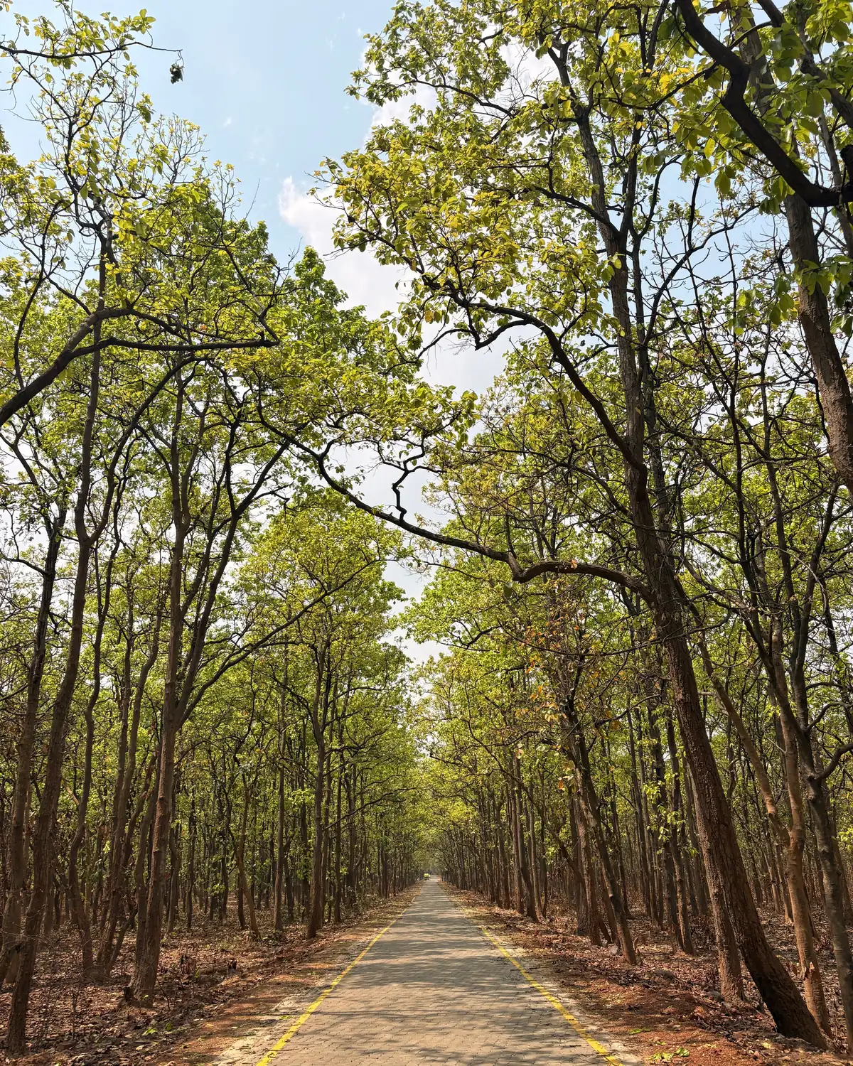 A straight road through the sal forest of Chhattisgarh
