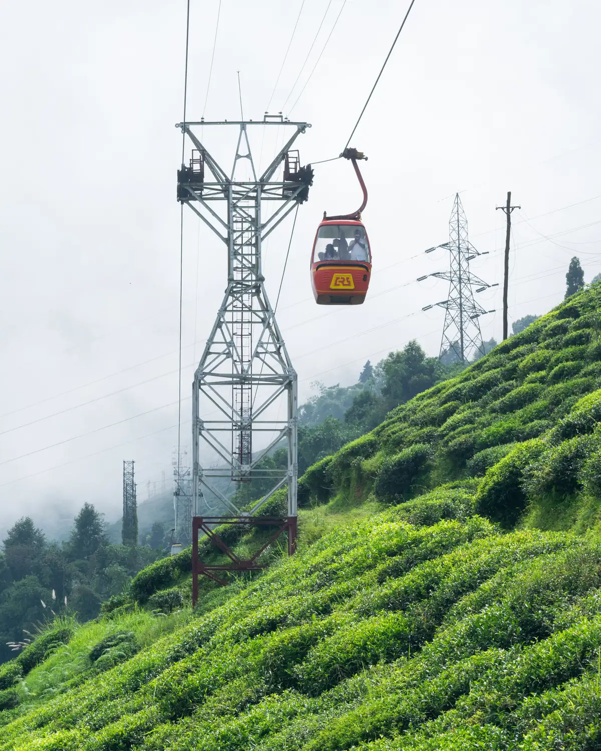 A cable car over the tea gardens of Darjeeling