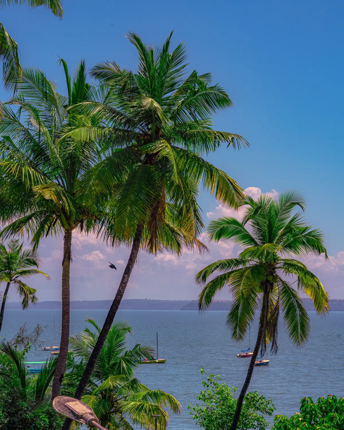 Palm trees above the sea on the Goa coast