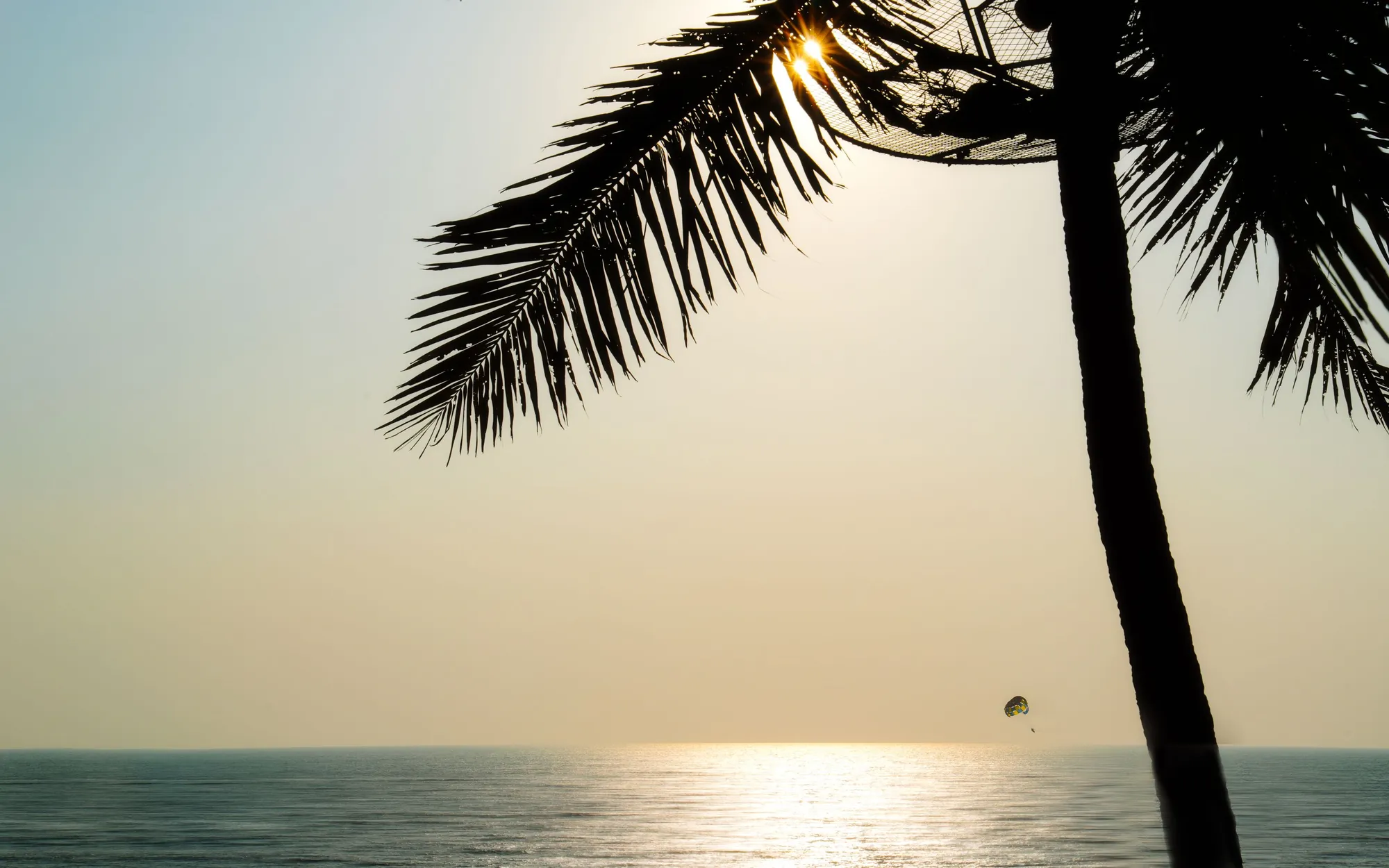 A palm frond against the low sun over the sea in Goa