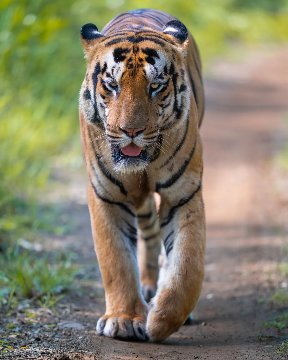 A tiger walking down a forest track at Tadoba
