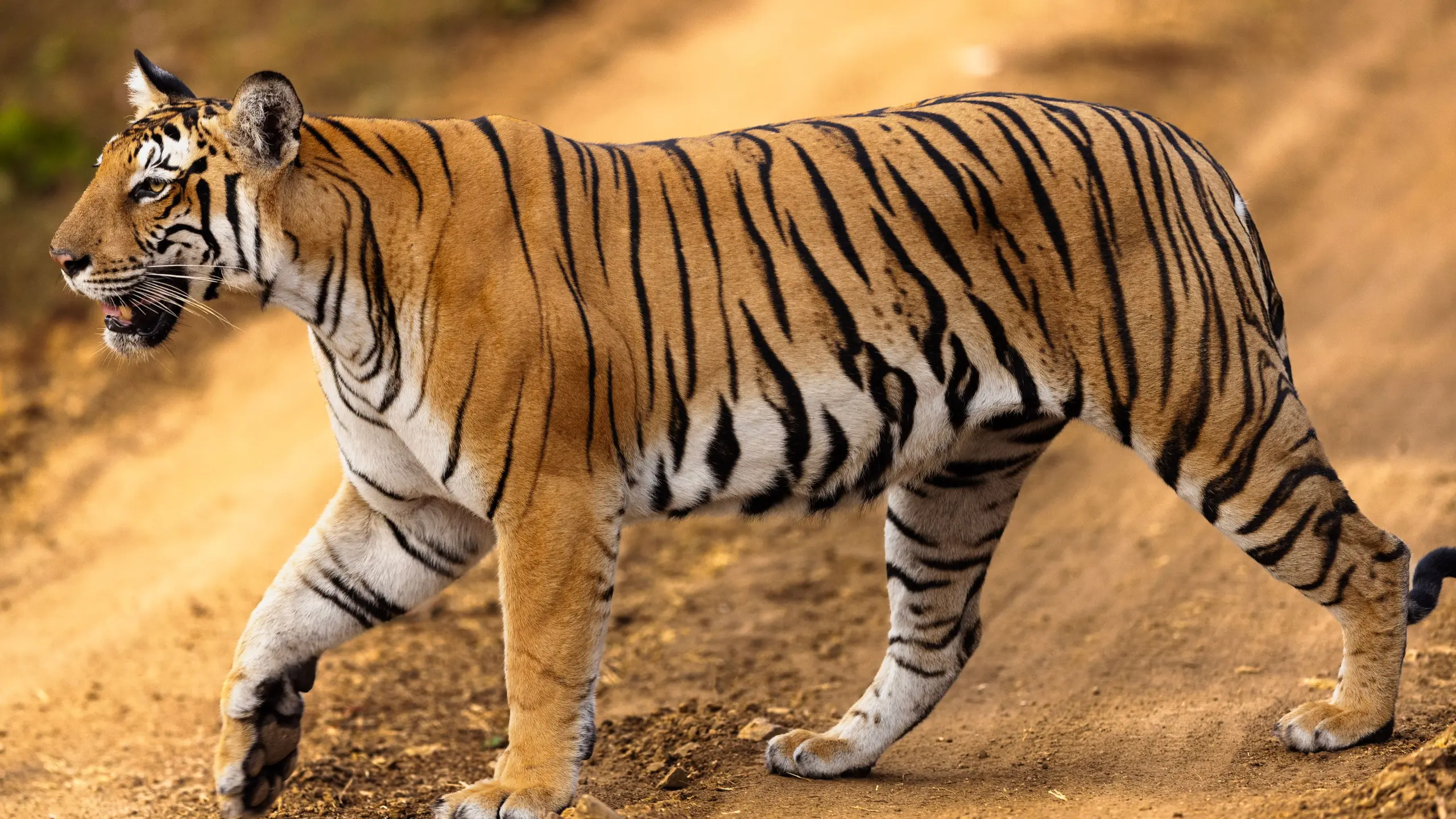 A tiger crossing a dry forest track at Tadoba