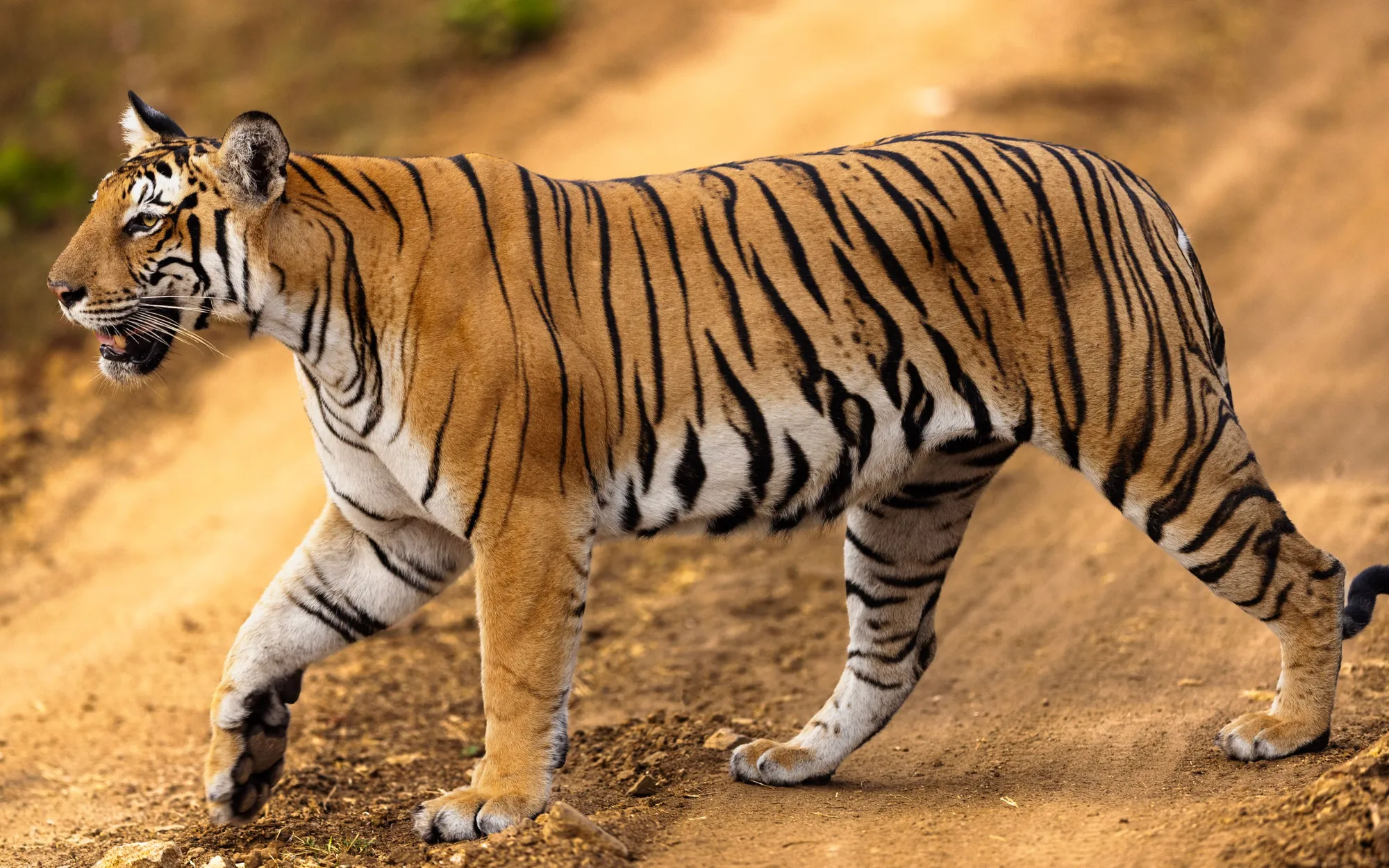 A tiger crossing a dry forest track at Tadoba